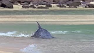 Hydroplaning Dolphins  Planet Earth  BBC Studios [upl. by Aierb]