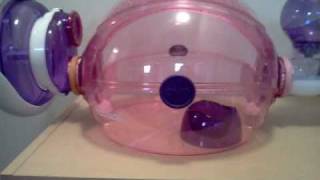 Hamster set up habitrail ovo home pink edition [upl. by Enirehtak]