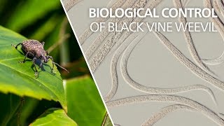 Biological control of black vine weevil  Heterorhabditis bacteriophora [upl. by Anirehtac876]