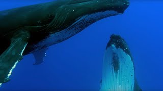 Two Beautiful Humpback Whales Dance  Animal Attraction  BBC Earth [upl. by Ayeki229]