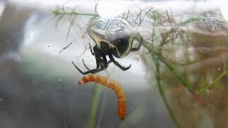 Argyroneta aquatica making a diving bell for feeding 3 [upl. by Durno468]