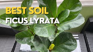 How to Repot a FIDDLE LEAF FIG  FICUS LYRATA Care Guide [upl. by Oinotnanauj]