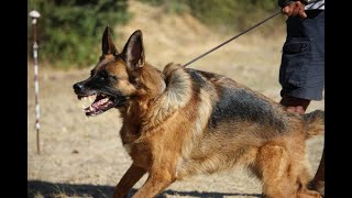 Pastore Tedesco FEMMINA aggressivo  VS Persone e DOBERMANN [upl. by Oap158]