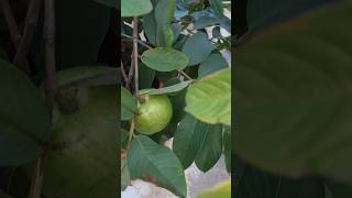 Guavas in my terrace garden fruit shorts [upl. by Aiepoissac440]