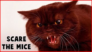 CAT SOUNDS TO SCARE MICE AWAY 🔥 MOUSE REPELLENT 15 MIN [upl. by Digdirb84]