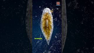 Amazing regeneration ability of planarian  flatworm [upl. by Ylrebmic]