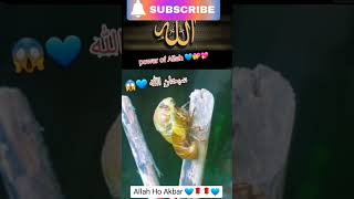 gazal gozol gojol bangla gazal Islamic gazal bangla gojol gojol bangla bangla Islamic gojol [upl. by Niatirb757]