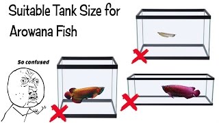 Best Tank Size For Arowana Fish [upl. by Pippa52]