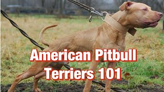 American Pitbull Terriers 101 [upl. by Melak]