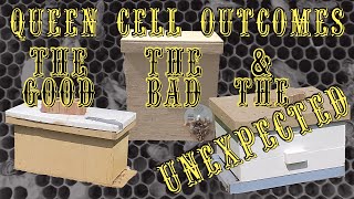 Honey Bee Queen Cell Outcomes in the Langstroth and Layens Hives [upl. by Ornstead]