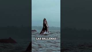 ¿CÓMO sobreviven las BALLENAS en el ÁRTICO [upl. by Brott]