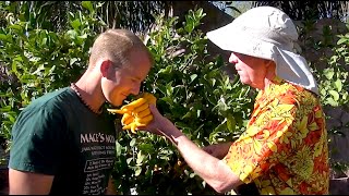 How to GRAFT a FRUIT TREE  Persimmon  part 1 of 3 [upl. by Seymour]