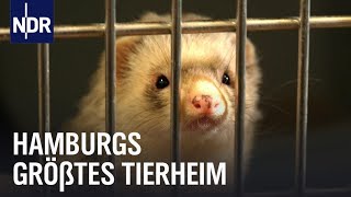 Süderstraße Volle Hütte in Hamburgs größtem Tierheim  Die Nordreportage  NDR Doku [upl. by Tatianna789]