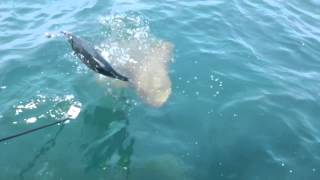 Grouper eats 2ft Bonita in one bite [upl. by Telfer]