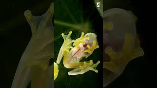 The glass frog 🐸 [upl. by Inasah665]