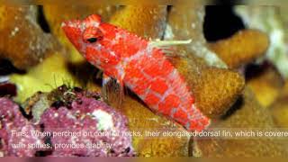 PYGMY HAWKFISH [upl. by Nueovas]