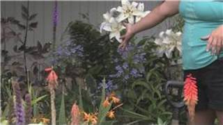 Outdoor Gardening  How to Take Care of Outdoor Plants [upl. by Aihsyak]