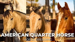 American Quarter Horse  Horse Breeding secretanimals [upl. by Ssecnirp605]