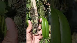 bulbophyllum pulchrum anggrek orchid bulbophyllumpulchrum [upl. by Eilloh155]