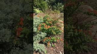 Butterflies Asclepias tuberosa [upl. by Rayford]