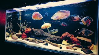 Top 7 Beautiful Oscar Aquarium  Best Oscar Cichlids Tank Setup [upl. by Ranique]