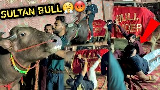 SULTAN BULL 🐂 Ne Ganga Snan Pr Humare Tent Mai Aa Kr😡😤GUSSE Mai Sabko Gira Diya  चाचा भी गिर गए 🥺 [upl. by Northway]