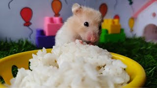 MUKBANG Hamster eating party [upl. by Eenad]