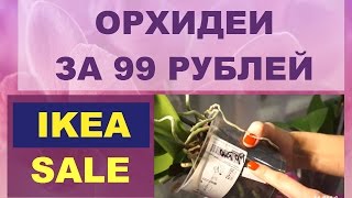 ОРХИДЕИ ИЗ ИКЕА ЗА 99 РУБЛЕЙ [upl. by Phillida]