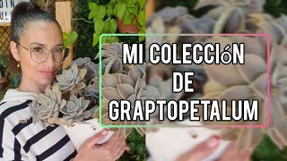 Mi colección de Graptopetalum  Tips sobre sus cuidados  Jardín Suculento [upl. by Orelle]