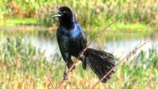 Boat Tailed Grackles Calling [upl. by Kopans]