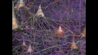 Neurons How they work in the Human Brain [upl. by Lemrac]