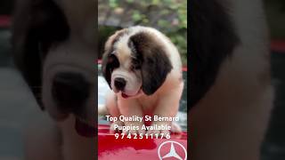 Extraordinary Quality St Bernard Dog Puppies Available In Bangalore saintbernard dog puppy pets [upl. by Olrac]