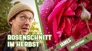 Rosen im Herbst und Winter nur wenig schneiden  James der Gärtner [upl. by Aicen]