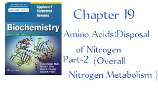 Ubiquitin proteasome proteolytic pathway Overall nitrogen metabolism part2 chapter 19 Lippincott [upl. by Ainadi158]