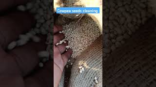 Cowpea seeds Cleaning farming shorts [upl. by Isa]