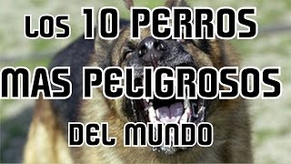 LOS 10 PERROS MAS PELIGROSOS Y PROHIBIDOS DEL MUNDO  8cho [upl. by Guntar]