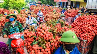 Harvest Thousands Of Tons Of Lychee  Lychee Processing Technology [upl. by Rickert]