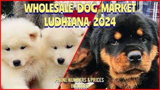 Wholesale Puppy Market in Punjab Ludhiana  Recent Prices  South City Dog Show 2024  KCI  UKC [upl. by Carlton]