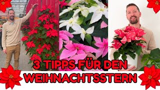 3 Tipps für den Weihnachtsstern Euphorbia pulcherrima Pflege Gießen Schnitt  Princettia Sorten [upl. by Aninotna]