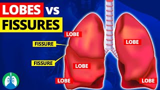 Lung Lobes and Fissures EXPLAINED 🫁 [upl. by Veda263]