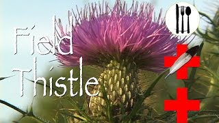 Field Thistle Edible amp Medicinal [upl. by Euqinomahs]