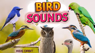 Bird Sounds and Names  Birds Chirping  Birds Sounds Compilation  Learn Bird Names [upl. by Elockin]