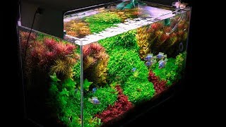 Planted Tank  My Basics for Successful Planted Aquarium Set Up [upl. by Sakram]