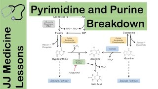 Purine and Pyrimidine Catabolism Pathway  Nucleotide Breakdown  Biochemistry Lesson [upl. by Adigirb]