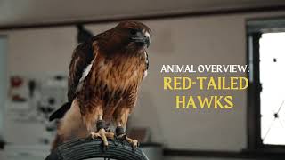 RedTailed Hawk  Animal Overview [upl. by Henriette]