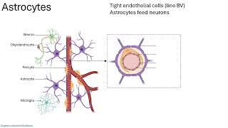 Blood Brain Barrier 24 [upl. by Anelyak]