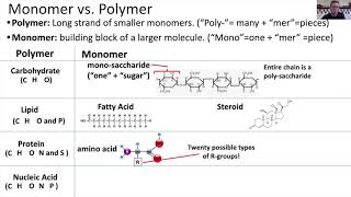 Monomers vs Polymers [upl. by Hofstetter]