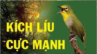 KHUYÊN HÓT LÍU  Luyện Khuyên Líu Đấu  Kích Lửa Vành Khuyên cực nhạy Nghe Là Líu khuyênHótLíu [upl. by Marielle]