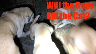 Will the Dogs Kill the Cat [upl. by Olpe]