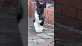 Transformações💀akita americano labrador pitbull dobermanakitaamericanolabradorpitbulldoberman [upl. by Idnak]